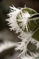 Frost on leaves in Neustadt, Germaany, neustadt