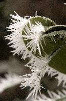 Frost on leaves  in Neustadt, Germaany, neustadt