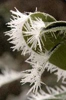 Frost on leaves in Neustadt, Germaany, neustadt