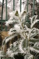 Frost on leaves  in Neustadt, Germaany, neustadt