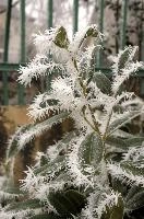 Frost on leaves in Neustadt, Germaany, neustadt