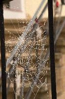 Frost on Orb Web in Neustadt an der Weinstrasse, Germany, neustadt