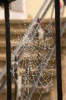 Frost on Orb Web in Neustadt an der Weinstrasse, Germany, neustadt