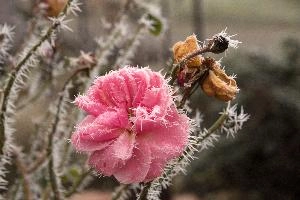 Frost on rose  in Neustadt, Germaany, neustadt