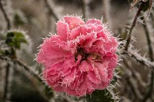 Frost on rose  in Neustadt, Germaany, neustadt