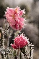 Frost on rose  in Neustadt, Germaany, neustadt
