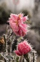 Frost on rose  in Neustadt, Germaany, neustadt