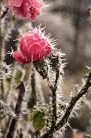 Frost on rose  in Neustadt, Germaany, neustadt