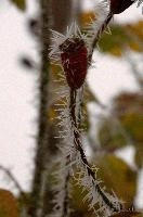 Frost on rose  hip in Neustadt, Germaany, neustadt
