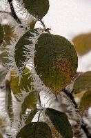 Frost on rose  leaves in Neustadt, Germaany, neustadt