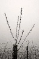 Frost on Branches in Neustadt, neustadt