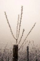 Frost on Branches in Neustadt, Germaany, neustadt