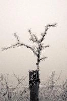 Frost on Branches in Neustadt, Germaany, neustadt