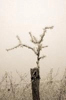 Frost on Branches in Neustadt, Germaany, neustadt