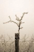 Frost on Branches in Neustadt, Germaany, neustadt