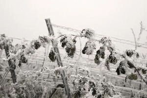 Frost on brambles in Neustadt an der Weinstrasse, Germany, neustadt
