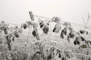 Frost on brambles in Neustadt an der Weinstrasse, Germany, neustadt