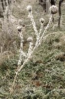 Frost on Umbellifer in Neistadt, Germany, neustadt