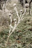 Frost on Umbellifer in Neistadt, Germany., neustadt