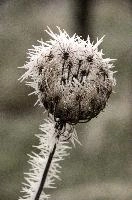 Frost on Umbellifer in Neistadt, Germany, neustadt