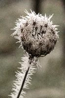 Frost on Umbellifer in Neistadt, Germany, neustadt