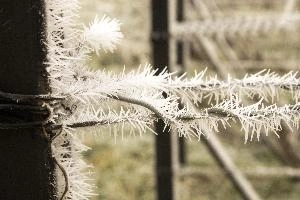 Frost on fence in Neustadt, Germaany, neustadt