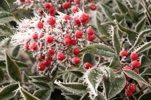 Frost Berries, neustadt
