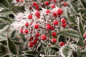 Frost Berries, neustadt