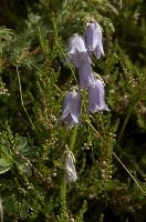 Alpine Harebell (Campanula alpina) on Alp Palfries, Switzerland, palfries, europe, switzerland, mountains, alps, harebell, flower, blue, alpina, spring, campanula, meadow