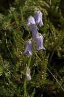 Alpine Harebell (Campanula alpina) on Alp Palfries, Switzerland, palfries, europe, switzerland, mountains, alps, harebell, flower, blue, alpina, spring, campanula, meadow