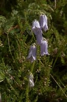 Alpine Harebell (Campanula alpina) on Alp Palfries, Switzerland, palfries, europe, switzerland, mountains, alps, harebell, flower, blue, alpina, spring, campanula, meadow