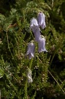 Alpine Harebell (Campanula alpina) on Alp Palfries, Switzerland, palfries, europe, switzerland, mountains, alps, harebell, flower, blue, alpina, spring, campanula, meadow