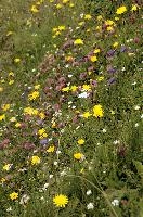 Alpine Meadow, europe, switzerland, alps, mountains, sankt, gallen, palfries, sargans, meadow, flowers, coltsfoot, clover, harebells