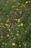 Alpine Meadow, europe, switzerland, alps, mountains, sankt, gallen, palfries, sargans, meadow, flowers, coltsfoot, clover, harebells