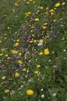 Alpine Meadow, europe, switzerland, alps, mountains, sankt, gallen, palfries, sargans, meadow, flowers, coltsfoot, clover, harebells