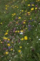 Alpine Meadow, europe, switzerland, alps, mountains, sankt, gallen, palfries, sargans, meadow, flowers, coltsfoot, clover, harebells