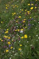 Alpine Meadow, europe, switzerland, alps, mountains, sankt, gallen, palfries, sargans, meadow, flowers, coltsfoot, clover, harebells