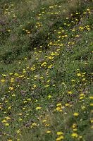 Alpine Meadow, europe, switzerland, alps, mountains, sankt, gallen, palfries, sargans, meadow, flowers, coltsfoot, clover