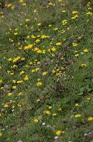 Alpine Meadow, alps, clover, coltsfoot, europe, flowers, gallen, meadow, mountains, palfries, sankt, sargans, switzerland
