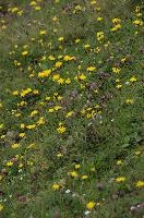 Alpine Meadow, alps, clover, coltsfoot, europe, flowers, gallen, meadow, mountains, palfries, sankt, sargans, switzerland
