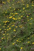 Alpine Meadow, alps, clover, coltsfoot, europe, flowers, gallen, meadow, mountains, palfries, sankt, sargans, switzerland