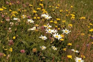 Alpine Meadow, europe, switzerland, alps, mountains, sankt, gallen, sargans, palfries, meadow, wildflower, clover, coltsfoot, ox-eye, daisies, sorrel, vetch