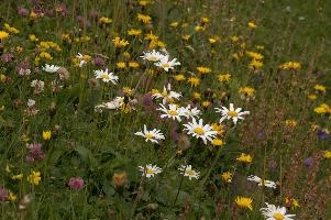 Alpine Meadow, alps, clover, coltsfoot, daisies, europe, gallen, meadow, mountains, ox-eye, palfries, sankt, sargans, sorrel, switzerland, vetch, wildflower