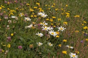 Alpine Meadow, alps, clover, coltsfoot, daisies, europe, gallen, meadow, mountains, ox-eye, palfries, sankt, sargans, sorrel, switzerland, vetch, wildflower