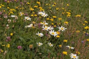 Alpine Meadow, alps, clover, coltsfoot, daisies, europe, gallen, meadow, mountains, ox-eye, palfries, sankt, sargans, sorrel, switzerland, vetch, wildflower