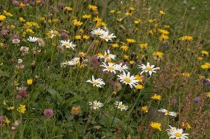 Alpine Meadow, alps, clover, coltsfoot, daisies, europe, gallen, meadow, mountains, ox-eye, palfries, sankt, sargans, sorrel, switzerland, vetch, wildflower
