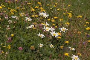 Alpine Meadow, alps, clover, coltsfoot, daisies, europe, gallen, meadow, mountains, ox-eye, palfries, sankt, sargans, sorrel, switzerland, vetch, wildflower