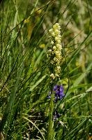 Alpine Orchis, mountain, yellow, orchis, sargans, schweiz, alps, flower