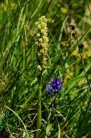 Alpine Orchis, mountain, yellow, orchis, sargans, schweiz, alps, flower