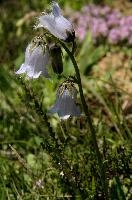 dsc_174215.jpg